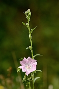David Plant Photography - Wildlife Photography - Musk mallow - A