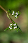 David Plant Photography - Wildlife Photography - Narrow-fruited cornsalad - C