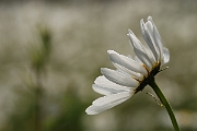 David Plant Photography - Wildlife Photography - Oxeye daisy - D