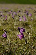 David Plant Photography - Wildlife Photography - Pasque flower - H