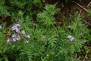 David Plant Photography - Wildlife Photography - Phacelia - B