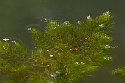 David Plant Photography - Wildlife Photography - Rigid hornwort - A