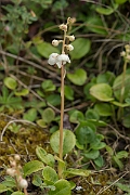 David Plant Photography - Wildlife Photography - Round-leaved wintergreen - B
