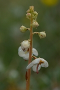 David Plant Photography - Wildlife Photography - Round-leaved wintergreen - C