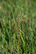 David Plant Photography - Wildlife Photography - Sea arrowgrass- A