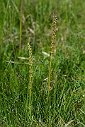 David Plant Photography - Wildlife Photography - Sea arrowgrass- B