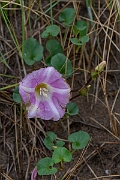 David Plant Photography - Wildlife Photography - Sea bindweed - A