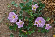 David Plant Photography - Wildlife Photography - Sea bindweed - C