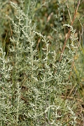 David Plant Photography - Wildlife Photography - Sea wormwood - A