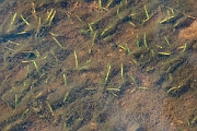 David Plant Photography - Wildlife Photography - Small quillwort - A