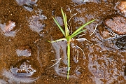 David Plant Photography - Wildlife Photography - Small quillwort - B