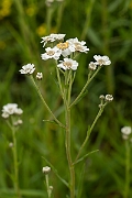 David Plant Photography - Wildlife Photography - Sneezewort - B