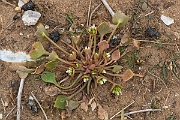 David Plant Photography - Wildlife Photography - Springbeauty - B