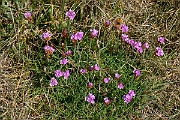 David Plant Photography - Wildlife Photography - Thrift - A