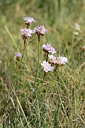 David Plant Photography - Wildlife Photography - Thrift - D