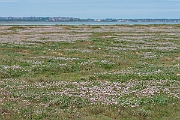 David Plant Photography - Wildlife Photography - Thrift - G