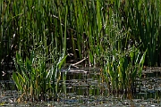 David Plant Photography - Wildlife Photography - Water plantain - A