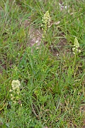 David Plant Photography - Wildlife Photography - Wild mignonette - F