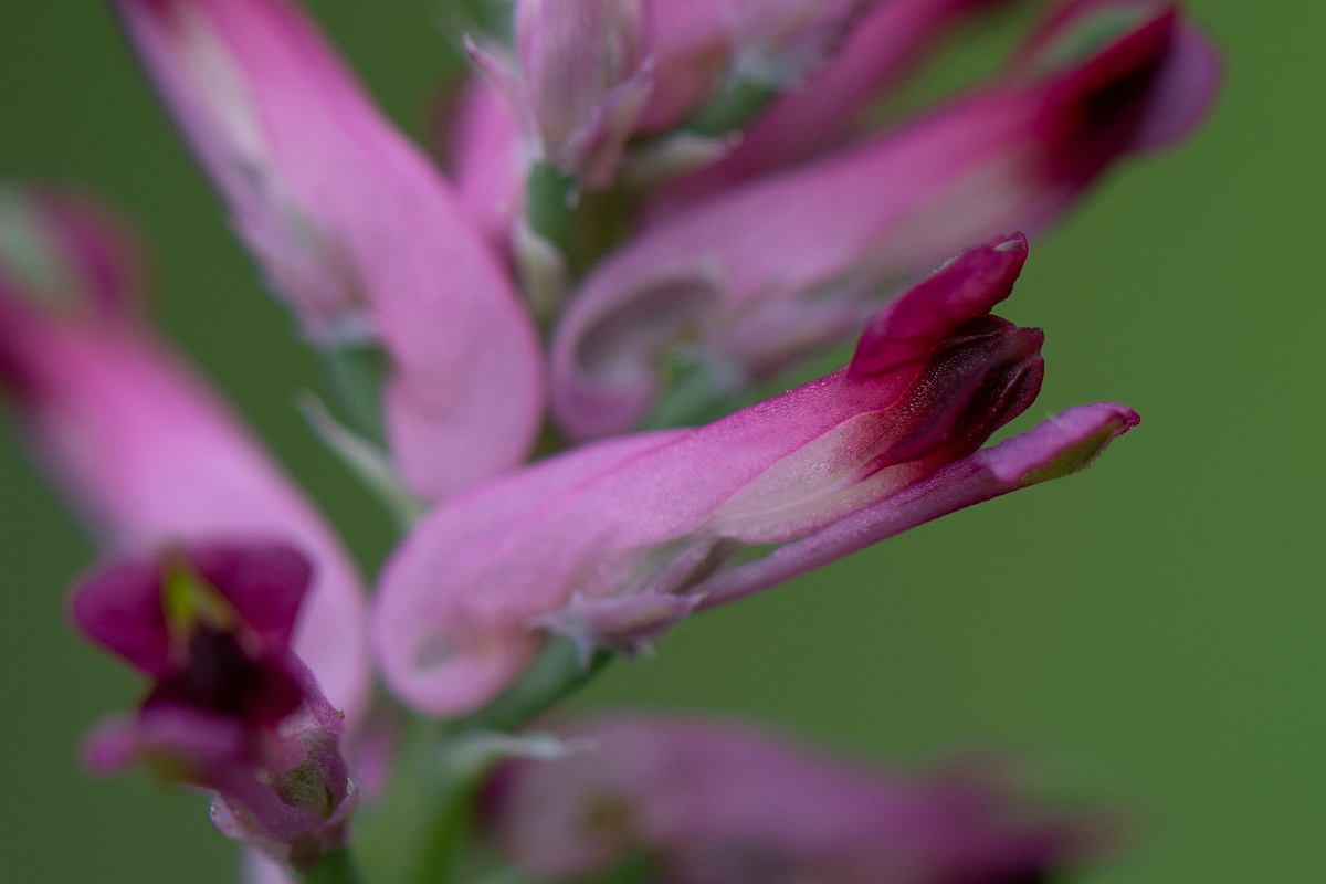 David Plant Photography - Wildlife Photography - Common fumitory - B.JPG - Common fumitory flower - Suffolk
