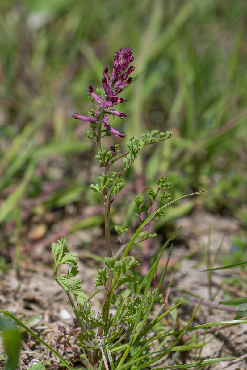 David Plant Photography - Wildlife Photography - Common fumitory - F.JPG - Common fumitory - Hertfordshire