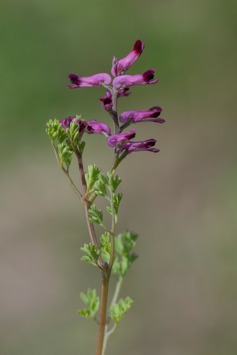 David Plant Photography - Wildlife Photography - Common fumitory - G.JPG - Common fumitory - Hertfordshire
