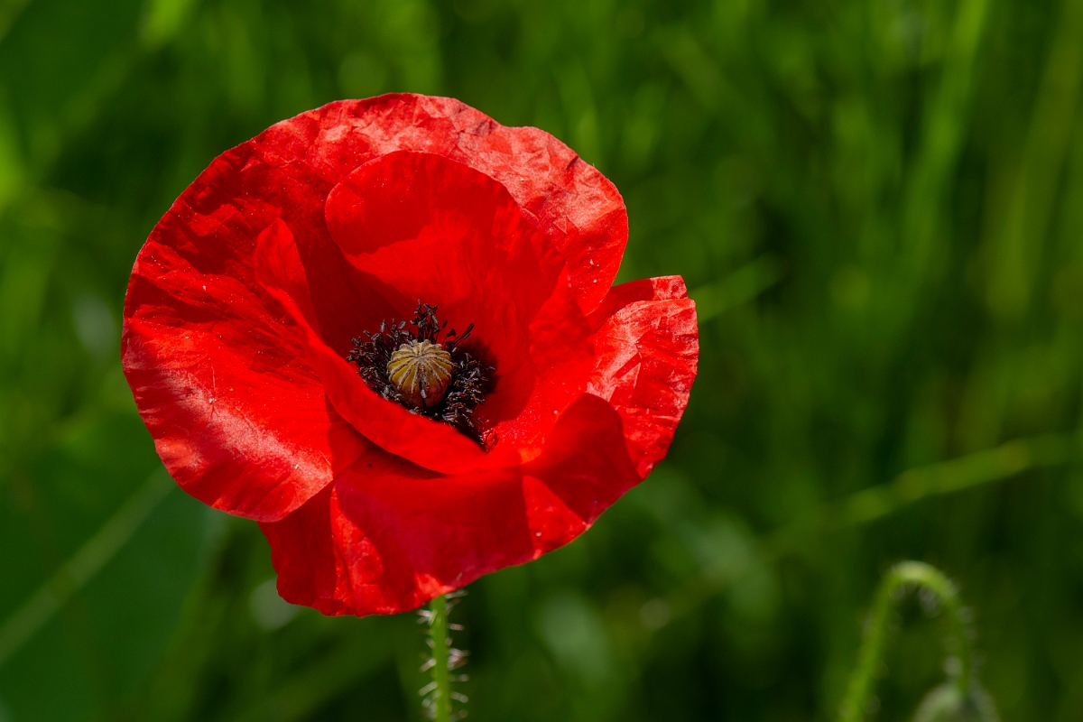 David Plant Photography - Wildlife Photography - Common poppy - D.JPG - Common poppy - Oxfordshire