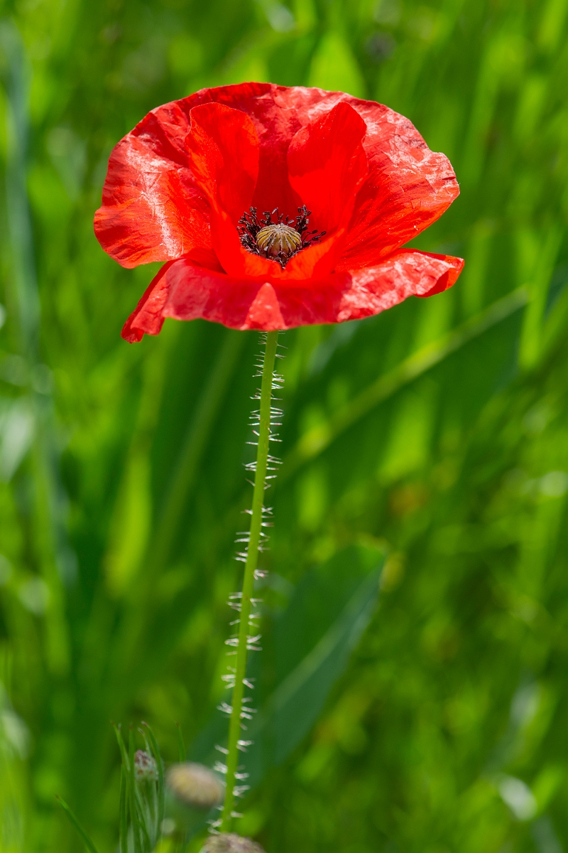 David Plant Photography - Wildlife Photography - Common poppy - E.JPG - Common poppy - Oxfordshire
