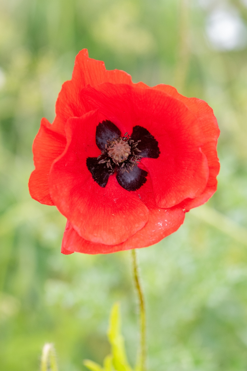 David Plant Photography - Wildlife Photography - Common poppy - M.jpg - Common poppy - Hertfordshire