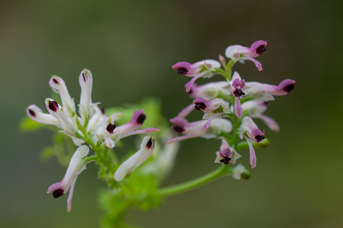 David Plant Photography - Wildlife Photography - Common ramping fumitory - C.jpg - Common ramping fumitory - Cornwall