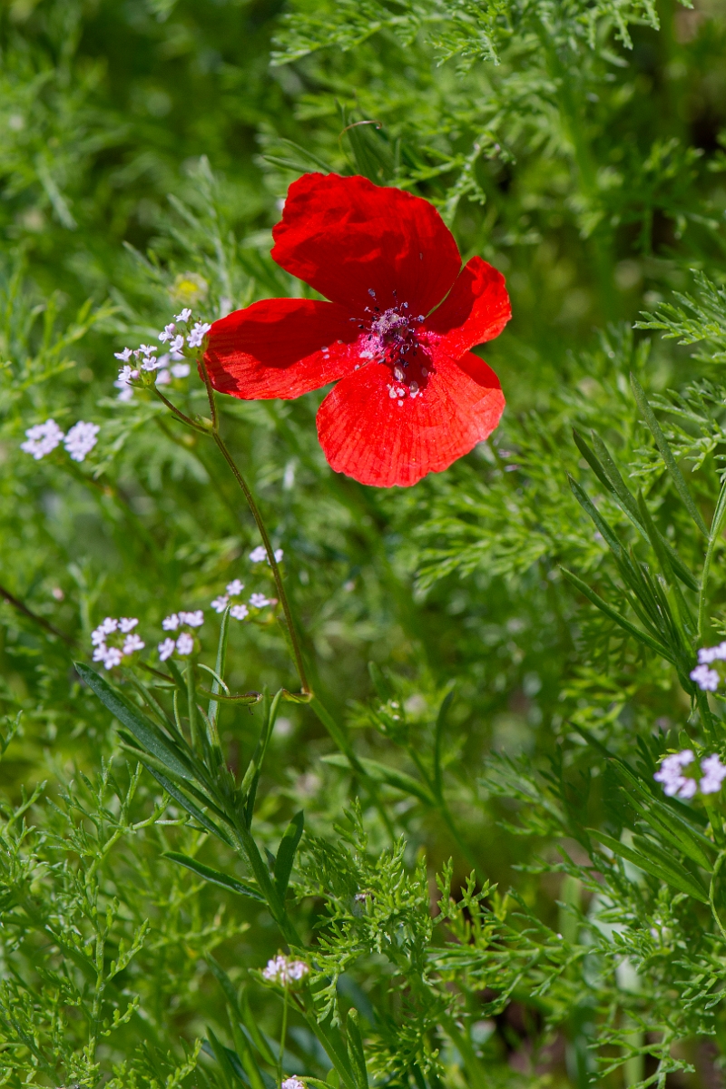 David Plant Photography - Wildlife Photography - Long-headed poppy - A.JPG - Long-headed poppy - Somerset