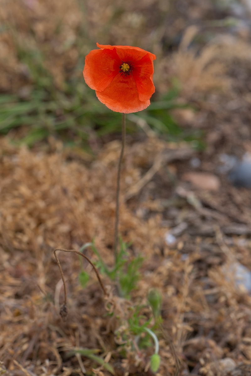 David Plant Photography - Wildlife Photography - Long-headed poppy - I.JPG - Long-headed poppy - Kent