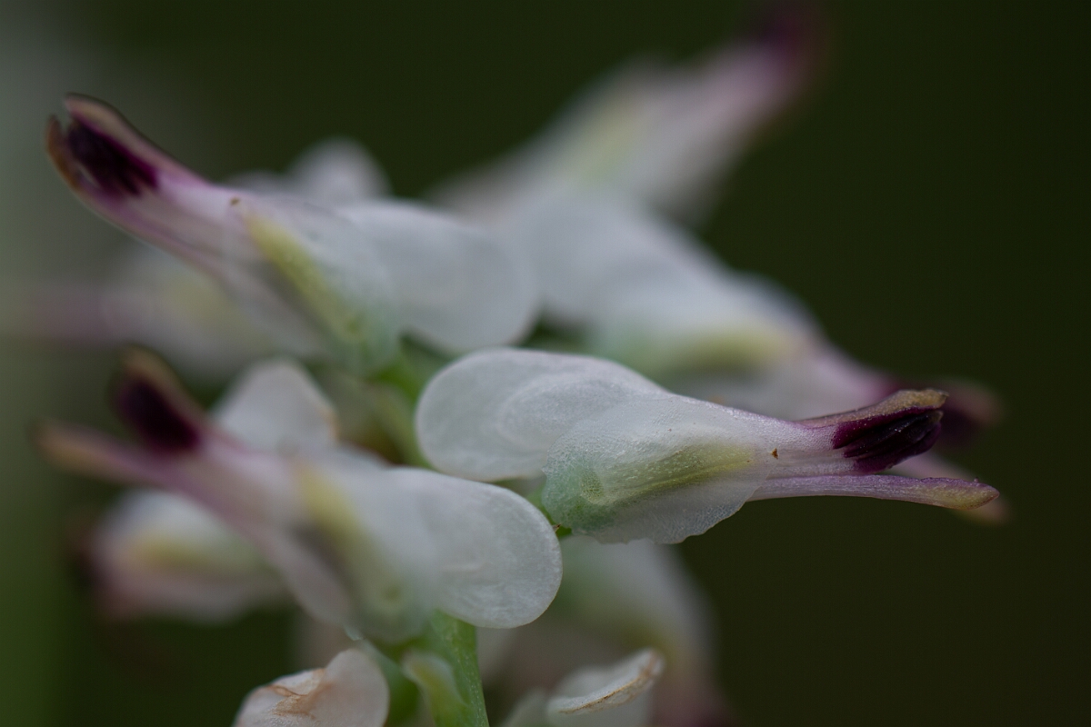 David Plant Photography - Wildlife Photography - White ramping fumitory - E.jpg - White ramping fumitory - Cornwall