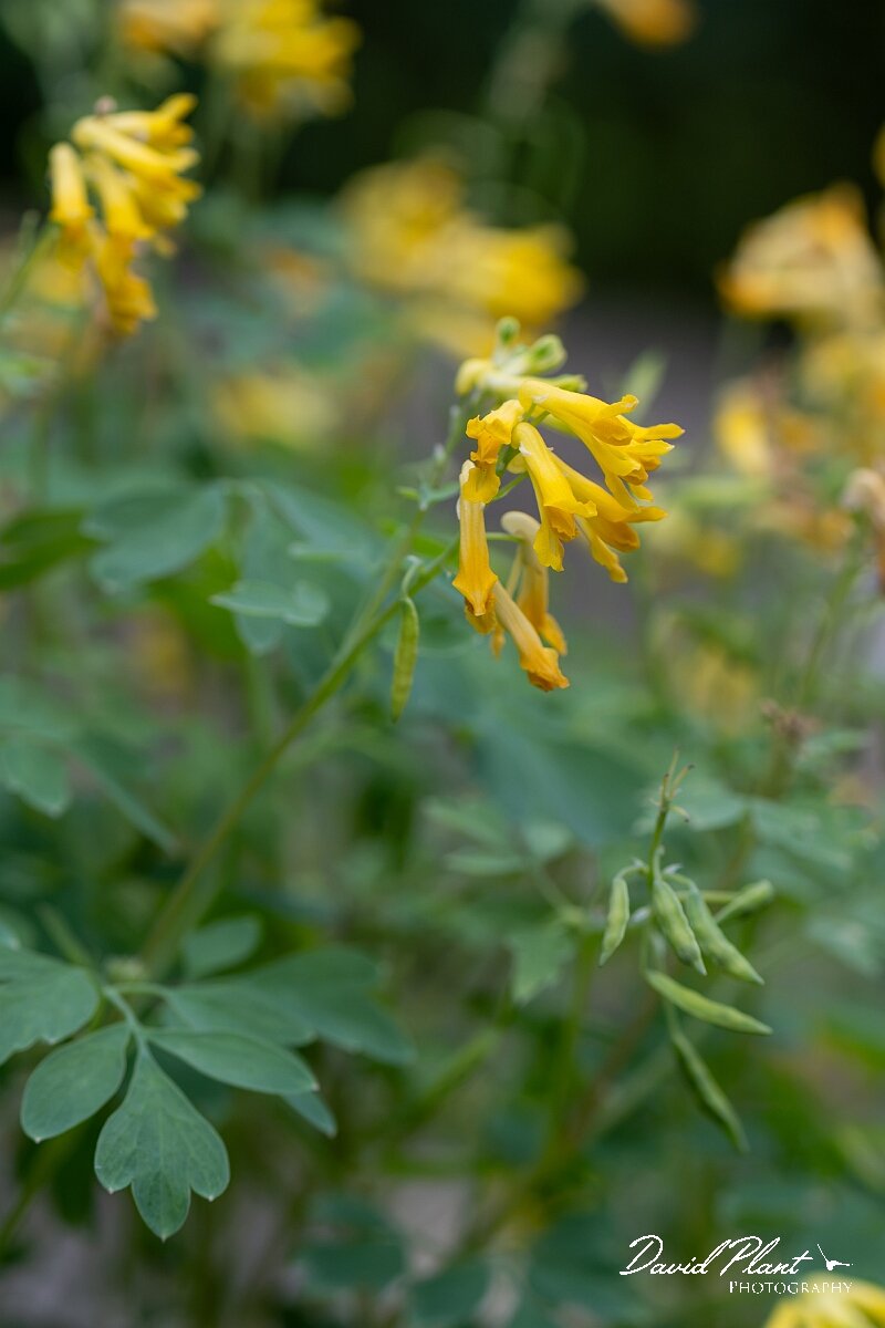 David Plant Photography - Wildlife Photography - Yellow corydalis - A.jpg - Yellow corydalis, Pseudofumaria lutea - Gloucestershire