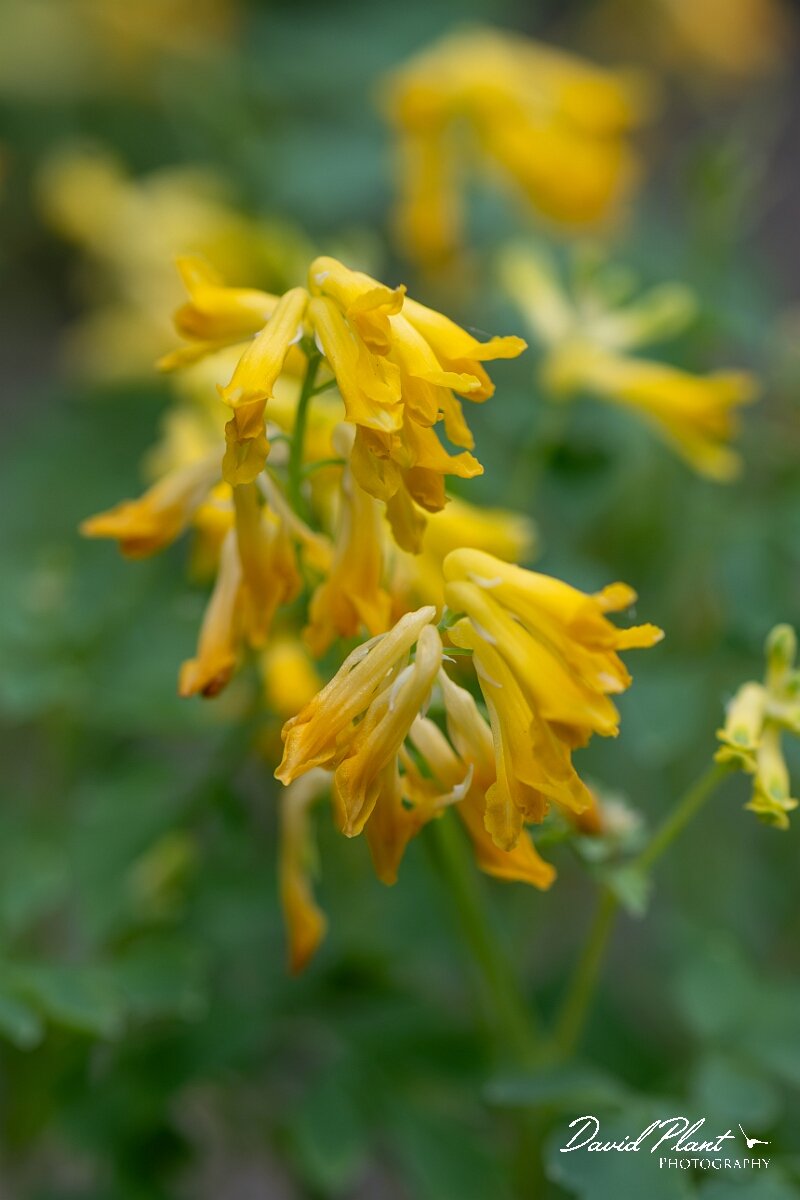 David Plant Photography - Wildlife Photography - Yellow corydalis - B.jpg - Yellow corydalis, Pseudofumaria lutea - Gloucestershire