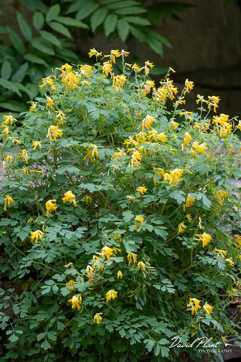David Plant Photography - Wildlife Photography - Yellow corydalis - C.jpg - Yellow corydalis, Pseudofumaria lutea - Gloucestershire