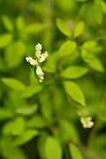 David Plant Photography - Wildlife Photography - Climbing corydalis - B