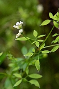 David Plant Photography - Wildlife Photography - Climbing corydalis - C