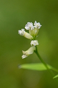 David Plant Photography - Wildlife Photography - Climbing corydalis - D