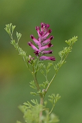David Plant Photography - Wildlife Photography - Common fumitory - A