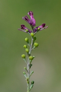 David Plant Photography - Wildlife Photography - Common fumitory - E