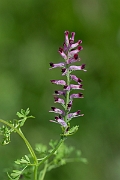 David Plant Photography - Wildlife Photography - Common fumitory - I