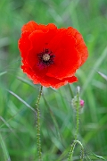 David Plant Photography - Wildlife Photography - Common poppy - C