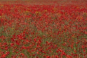 David Plant Photography - Wildlife Photography - Common poppy - J