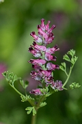 David Plant Photography - Wildlife Photography - Dense-flowered fumitory - C