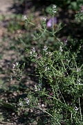 David Plant Photography - Wildlife Photography - Fine-leaved fumitory - C
