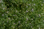 David Plant Photography - Wildlife Photography - Fine-leaved fumitory - F