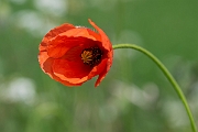 David Plant Photography - Wildlife Photography - Long-headed poppy - E
