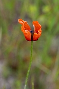 David Plant Photography - Wildlife Photography - Prickly poppy - B