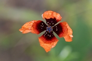 David Plant Photography - Wildlife Photography - Prickly poppy - C