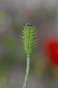 David Plant Photography - Wildlife Photography - Prickly poppy - E